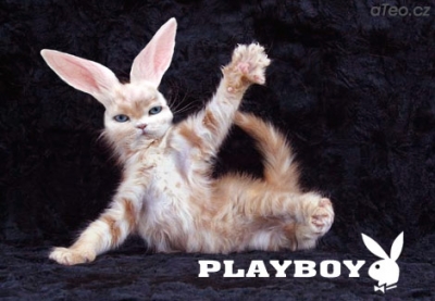 playboy-ate004.jpg